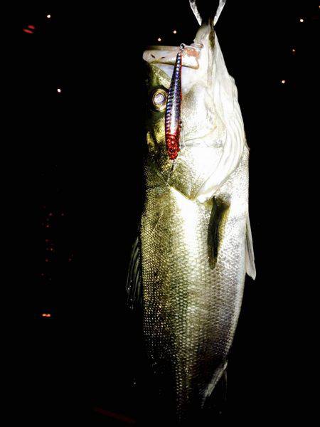 シーバスハンター