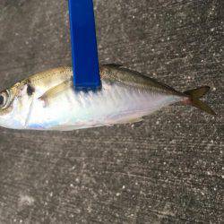 狙いが1匹しか…