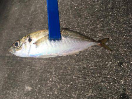 狙いが1匹しか…