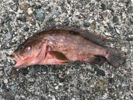 釣りもアフターファイブ