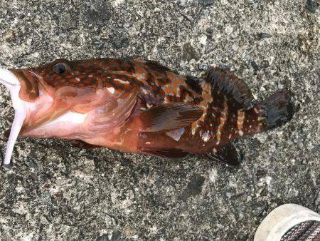 ガツンと釣れたー！