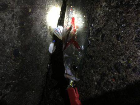 大潮干潮からスタート