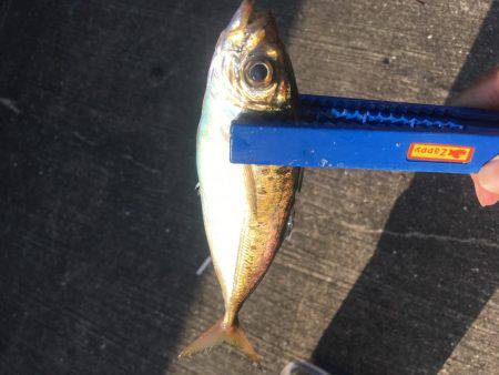 久しぶりのアジ