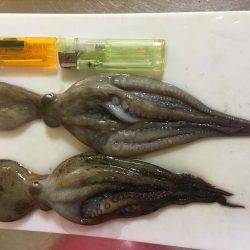 オクトパッシング