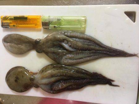 オクトパッシング