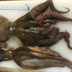 オクトパッシング