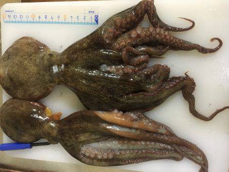 オクトパッシング