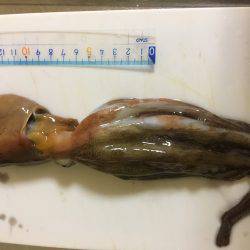 オクトパッシング