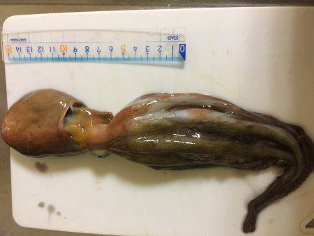 オクトパッシング