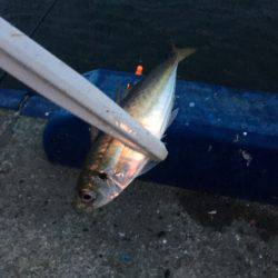 タチウオ!のはずが…