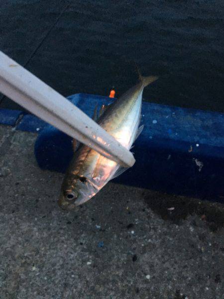 タチウオ!のはずが…