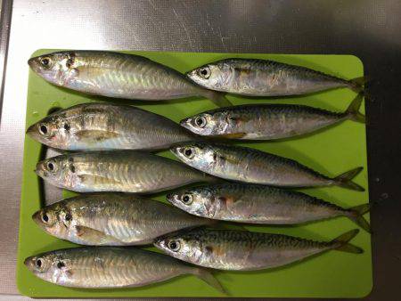 大サバのはずが