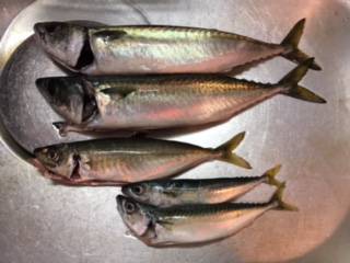 タチウオいない