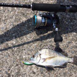 カッキーどっち！？