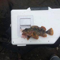 アコウ23センチ