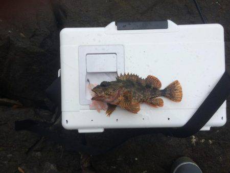 アコウ23センチ