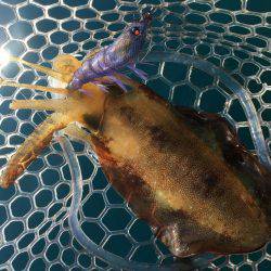 久通でエギングしてきました