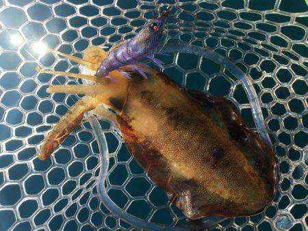 久通でエギングしてきました