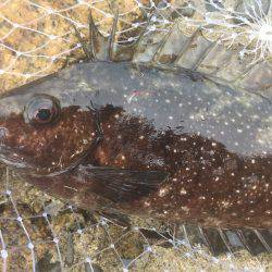 でも1魚種追加!