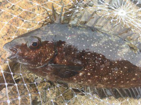 でも1魚種追加!