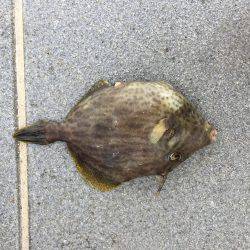 キス時々カワハギ