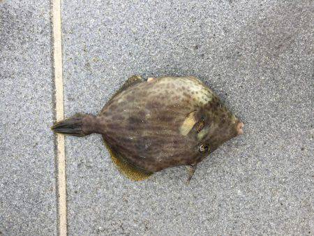 キス時々カワハギ