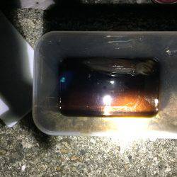 ケンサキリベンジ