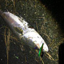 シーバスからのチヌ