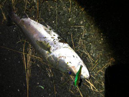 シーバスからのチヌ