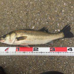 エビ撒き釣り！