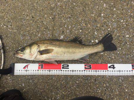 エビ撒き釣り！