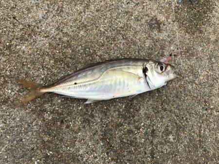 アジ狙うも本日波高し