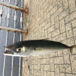 サバ時々豆アジ