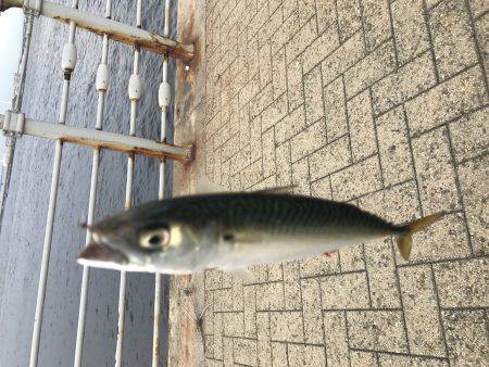 サバ時々豆アジ