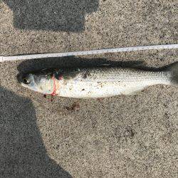 ボラと3桁の豆アジたち