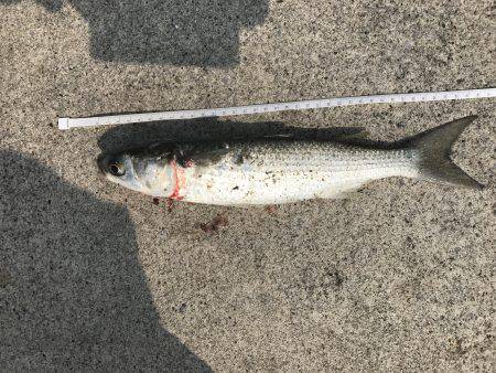 ボラと3桁の豆アジたち