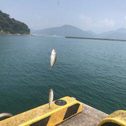 連日、目井津港で豆アジ