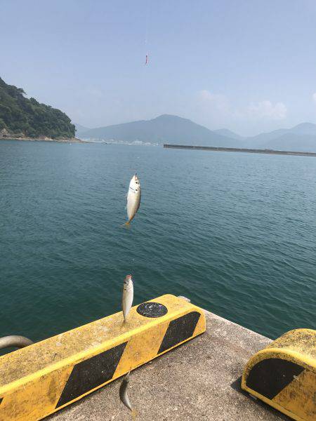 連日、目井津港で豆アジ