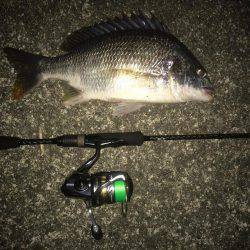 夜も暑くなってきた。。キビレ