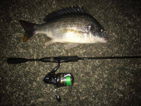 夜も暑くなってきた。。キビレ