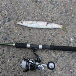 アジ狙いがカマスの嵐！