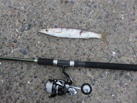 アジ狙いがカマスの嵐！