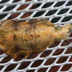 春イカは最後⁉️