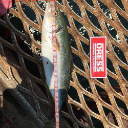 夏❗️エギング＆ライトショアジギング