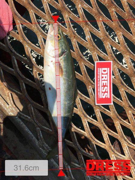 夏❗️エギング＆ライトショアジギング