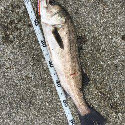 ポーアイ沖堤ショアジギング