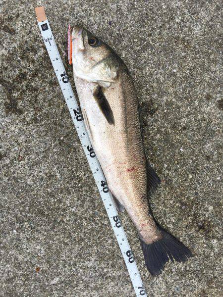 ポーアイ沖堤ショアジギング