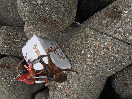 マイポイントでオクトパッシング