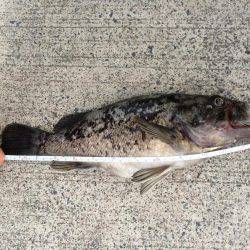 シーバス探し中に