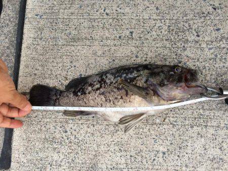 シーバス探し中に